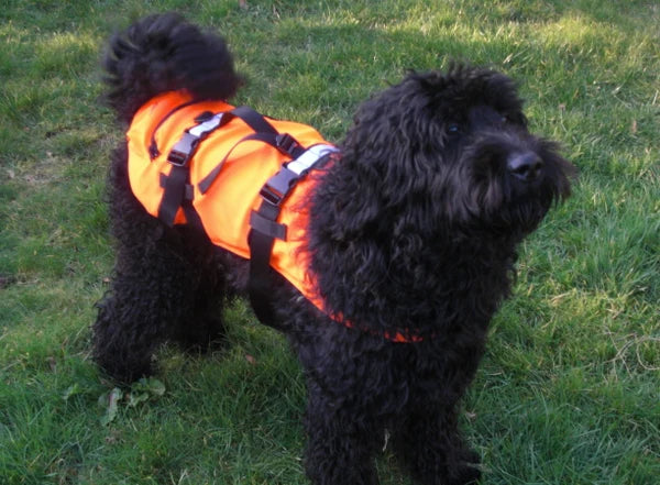 AIDE À LA FLOTTAISON POUR ANIMAUX DOMESTIQUES
