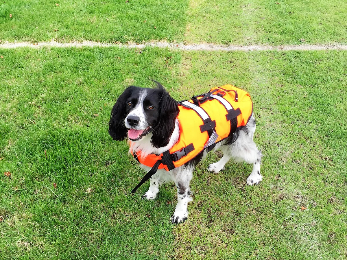 AIDE À LA FLOTTAISON POUR ANIMAUX DOMESTIQUES