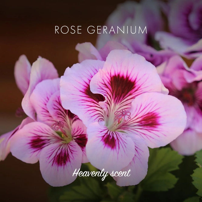 Barre de savon écologique au géranium rosat