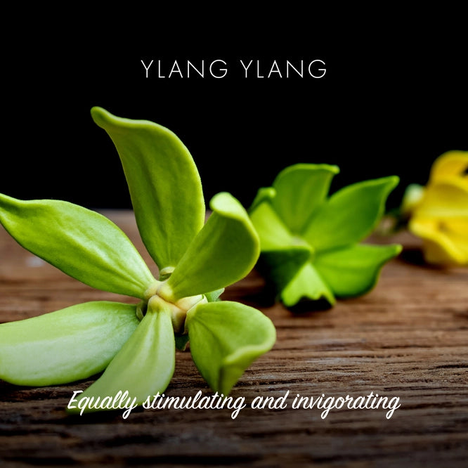 Barre de savon écologique à l'ylang-ylang